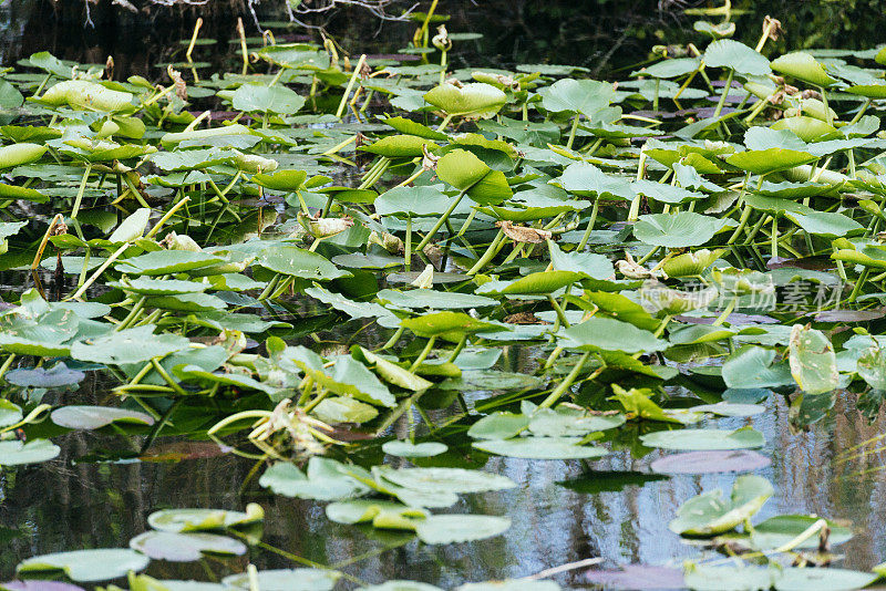 绿色的Lilly Pads生长在大沼泽地国家公园水域